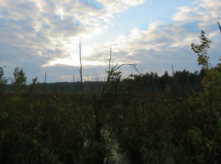 Snake Road Swamp